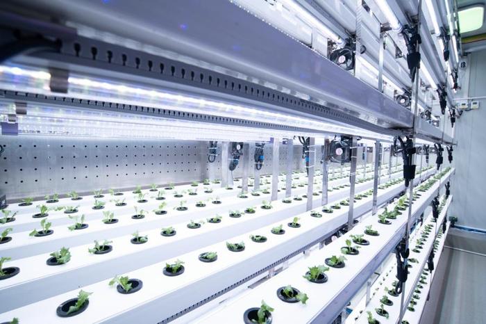 聚焦農業科技創新:植物工廠種出“智慧菜”