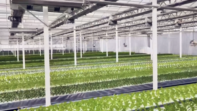 新疆庫車:植物工廠讓農民變身“科技農人”