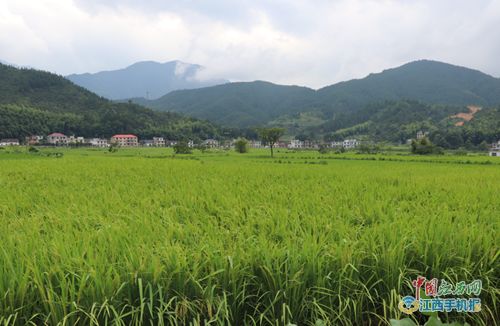 江西耘之谷農(nóng)業(yè)科技發(fā)展扶貧產(chǎn)業(yè)基地揭牌 圖