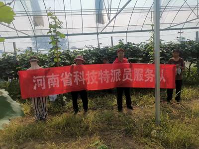 河南省科技特派員王尚堃赴鄲城縣開展‘陽光玫瑰’葡萄栽培管理技術服務指導